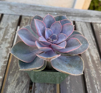 Echeveria Perle von Nurnberg – 6” Large Plant | Pastel Lavender Rosette | Live Succulent | Easy Care Indoor Plant