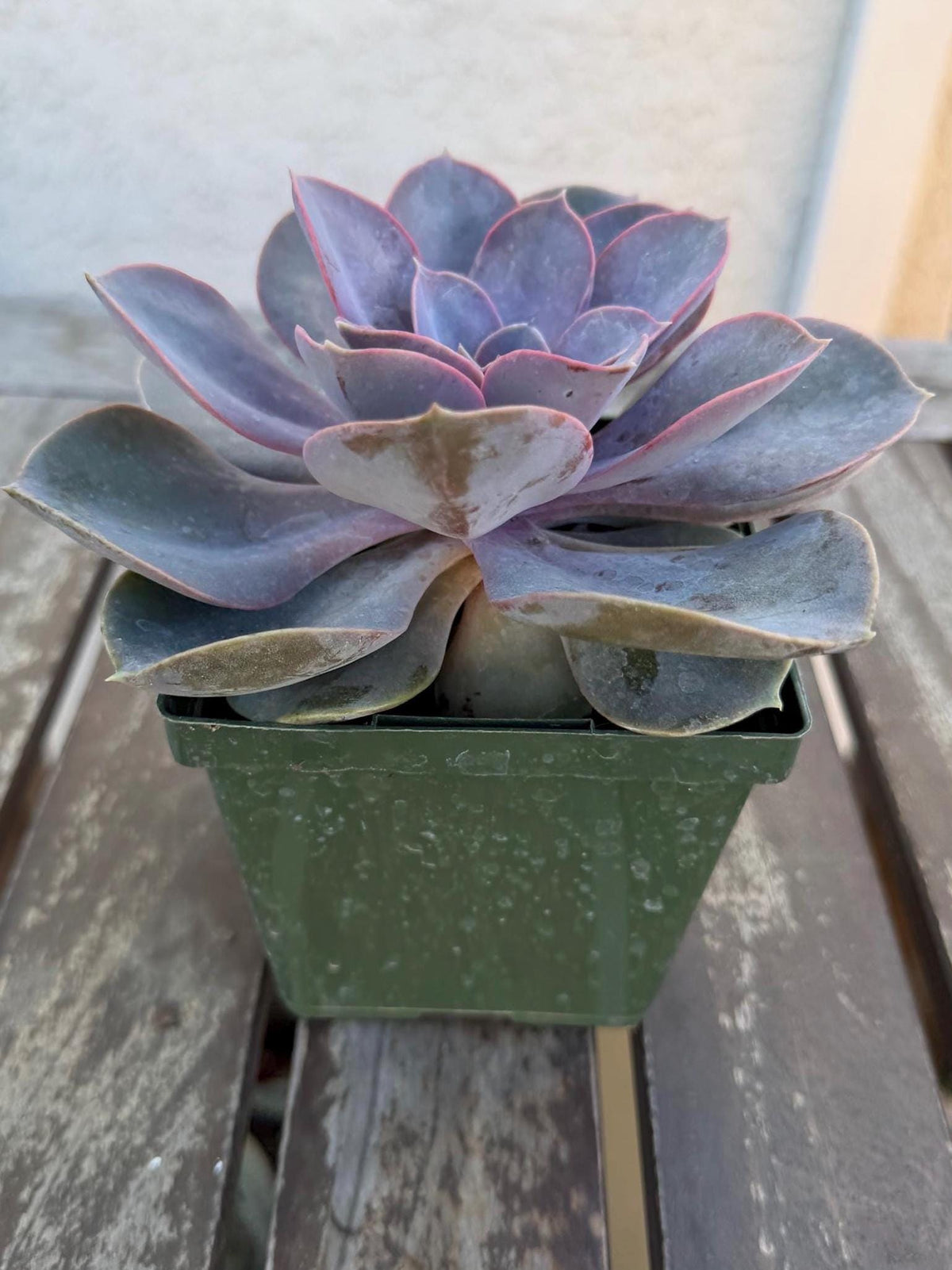 Echeveria Perle von Nurnberg – 6” Large Plant | Pastel Lavender Rosette | Live Succulent | Easy Care Indoor Plant