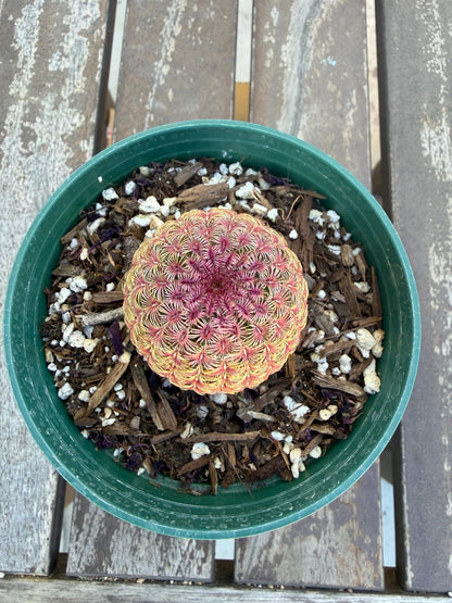 Rainbow Cactus 4” | Echinocereus Rigidissimus | Colorful Cactus | Live Desert Plant