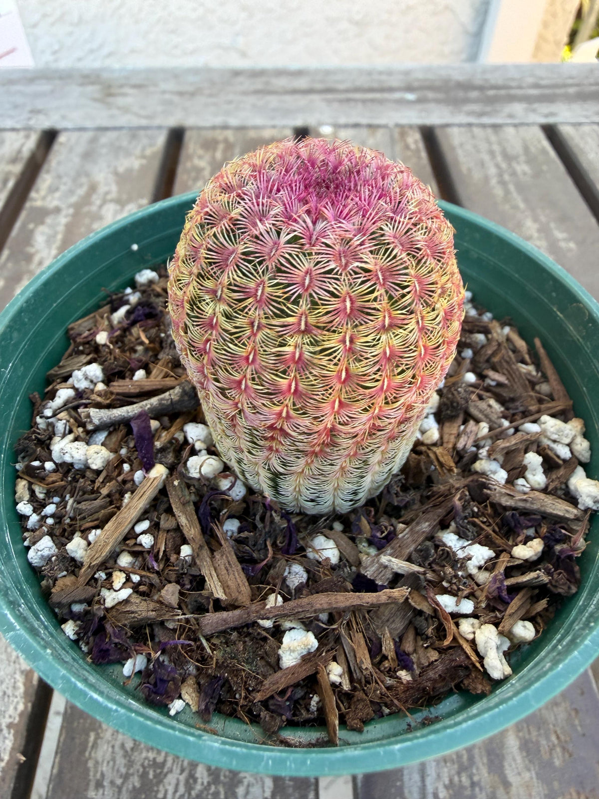 Rainbow Cactus 4” | Echinocereus Rigidissimus | Colorful Cactus | Live Desert Plant