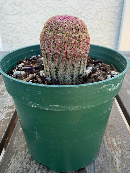 Rainbow Cactus 4” | Echinocereus Rigidissimus | Colorful Cactus | Live Desert Plant
