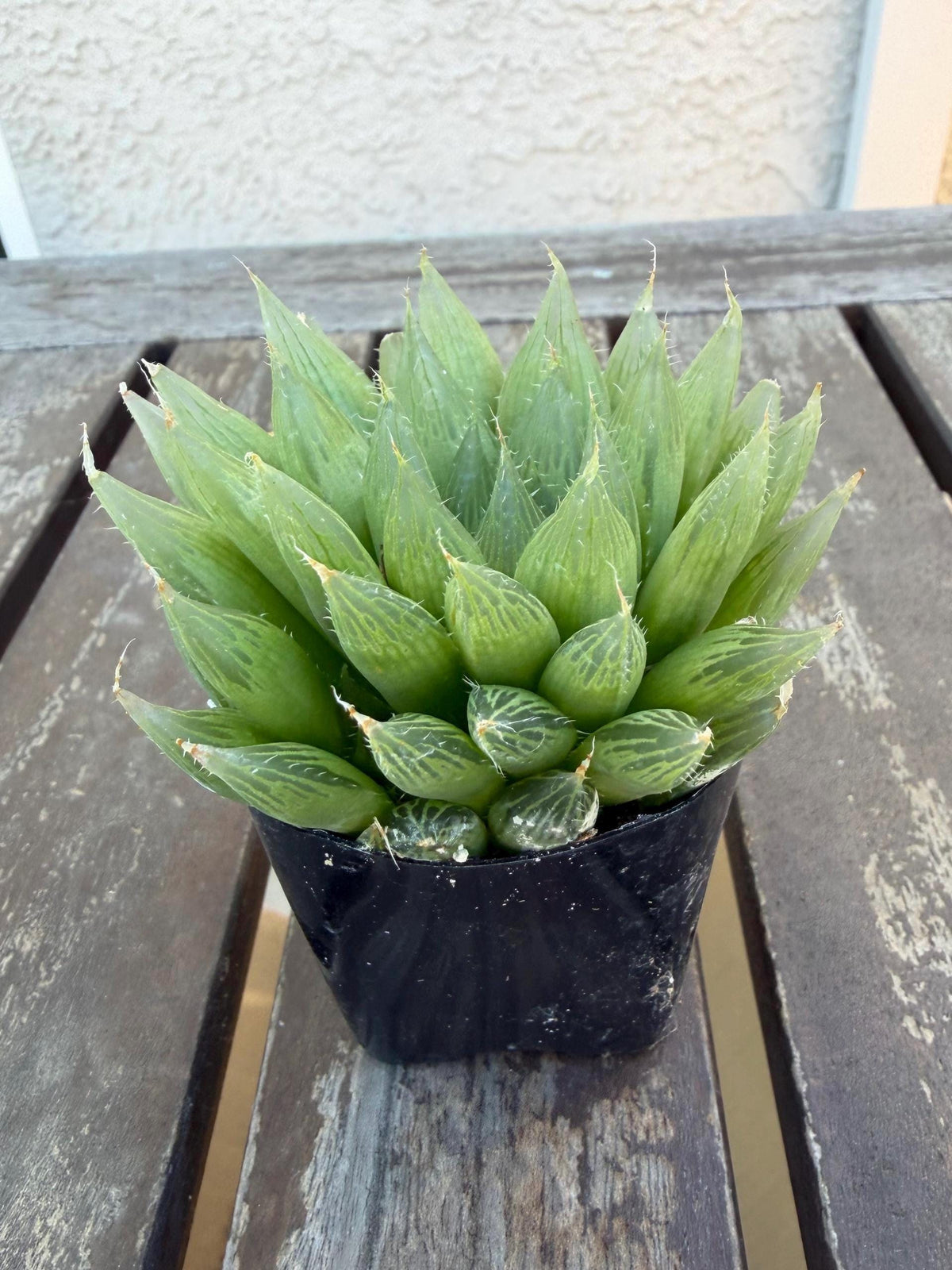 Haworthia cooperi 2" | Rare Transparent Succulent | Crystal Window Plant | Live Indoor Succulent | Easy Care Houseplant | Drought‑Tolerant
