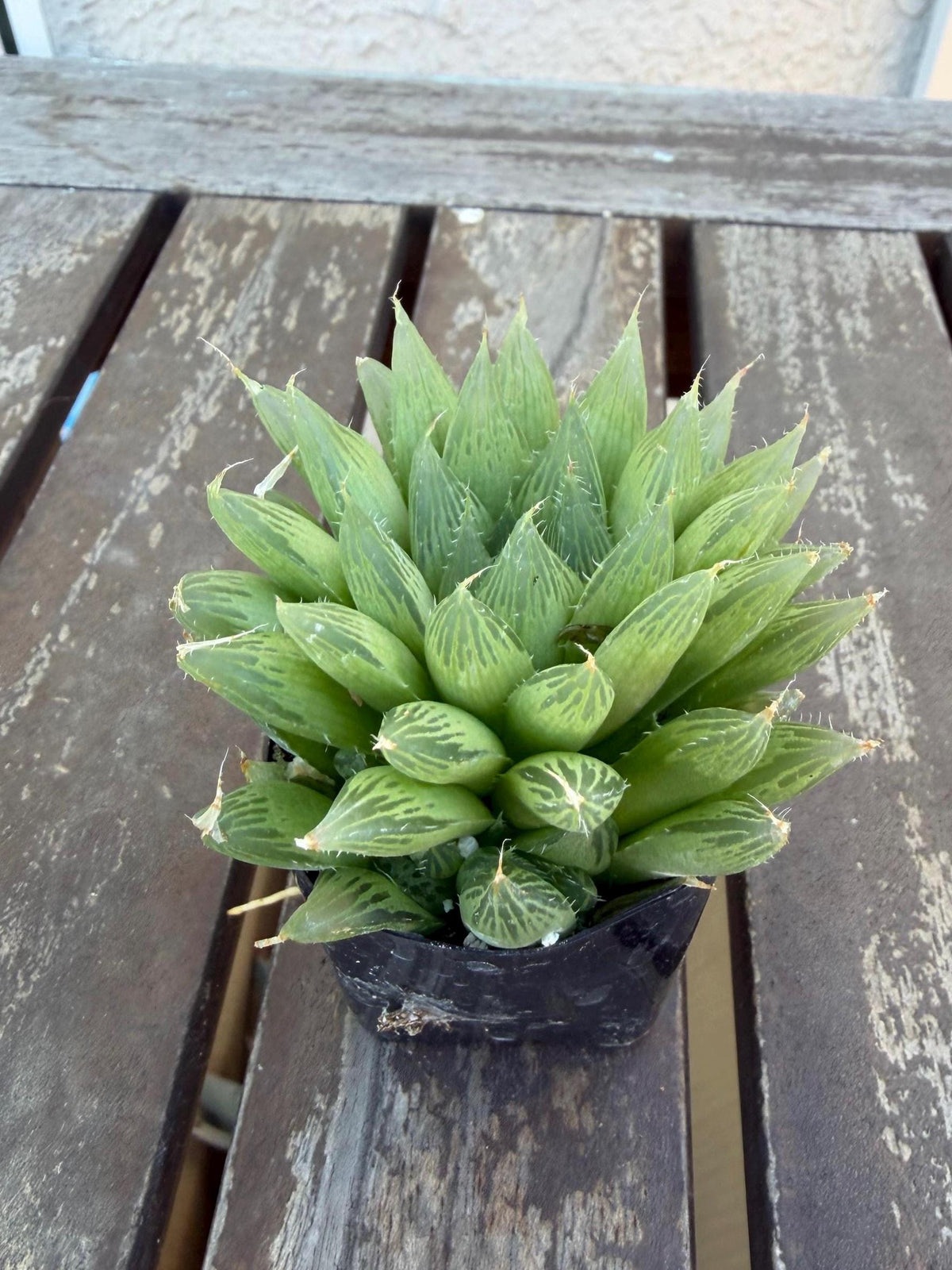 Haworthia cooperi 2" | Rare Transparent Succulent | Crystal Window Plant | Live Indoor Succulent | Easy Care Houseplant | Drought‑Tolerant