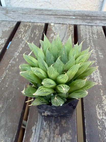 Haworthia cooperi 2" | Rare Transparent Succulent | Crystal Window Plant | Live Indoor Succulent | Easy Care Houseplant | Drought‑Tolerant