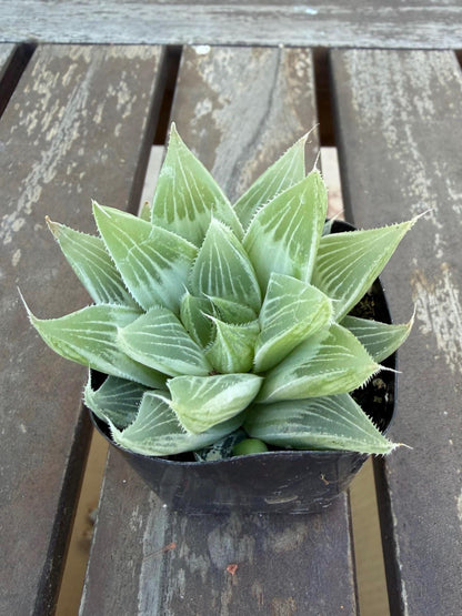 Haworthia retusa ‘White Ghost’ 2"| Rare Variegated Succulent | Collector’s White Haworthia | Live Indoor Plant | Drought‑Tolerant
