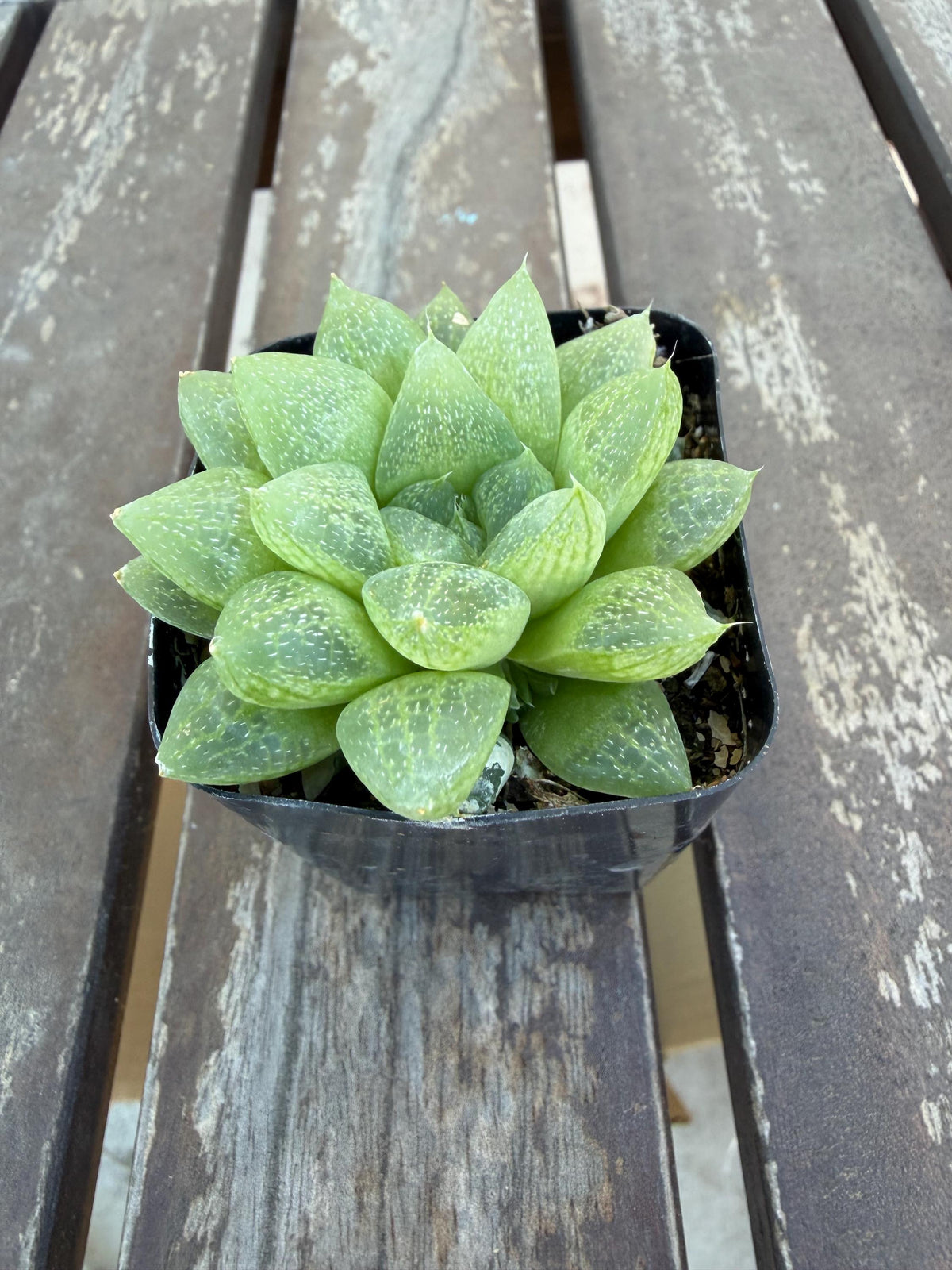 Haworthia turgida var. pallidifolia 2" | Rare Transparent Succulent | Live Indoor Plant | Easy Care Windowed Haworthia | Drought‑Tolerant