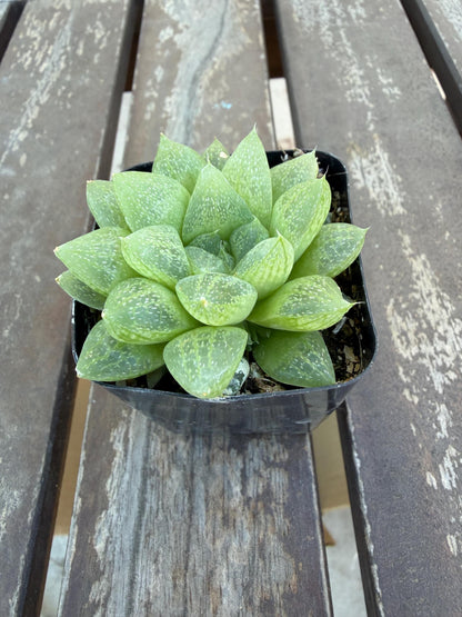 Haworthia turgida var. pallidifolia 2" | Rare Transparent Succulent | Live Indoor Plant | Easy Care Windowed Haworthia | Drought‑Tolerant
