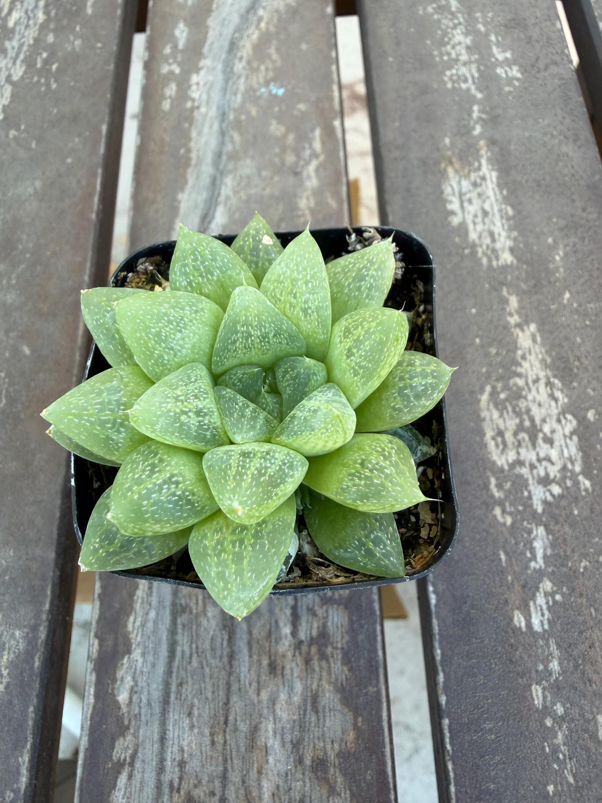 Haworthia turgida var. pallidifolia 2" | Rare Transparent Succulent | Live Indoor Plant | Easy Care Windowed Haworthia | Drought‑Tolerant