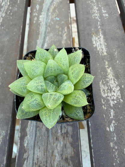 Haworthia turgida var. pallidifolia 2" | Rare Transparent Succulent | Live Indoor Plant | Easy Care Windowed Haworthia | Drought‑Tolerant