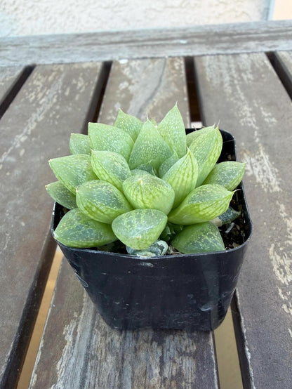 Haworthia turgida var. pallidifolia 2" | Rare Transparent Succulent | Live Indoor Plant | Easy Care Windowed Haworthia | Drought‑Tolerant
