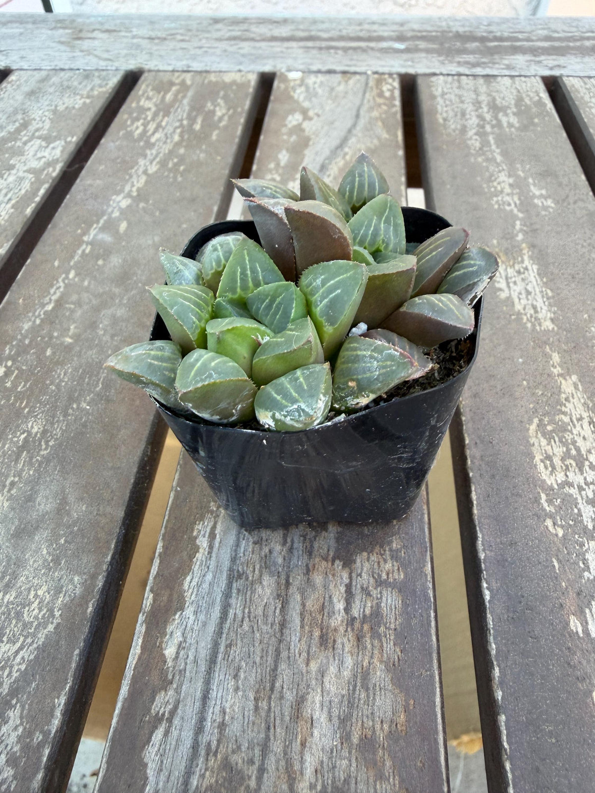 Haworthia mutica 2"| Rare Sculpted Succulent | Smooth Rosette Haworthia | Live Indoor Plant | Drought‑Tolerant Collector Succulent