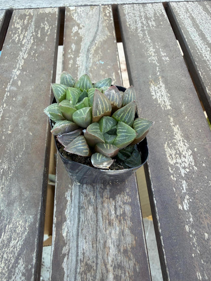 Haworthia mutica 2"| Rare Sculpted Succulent | Smooth Rosette Haworthia | Live Indoor Plant | Drought‑Tolerant Collector Succulent