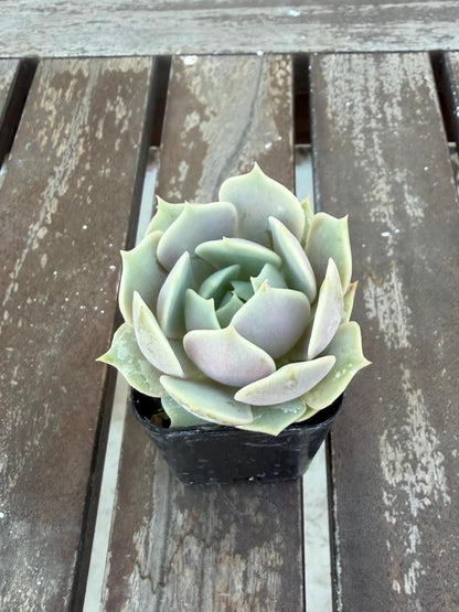 Echeveria Lola 2” Succulent Rosette | Live Succulent