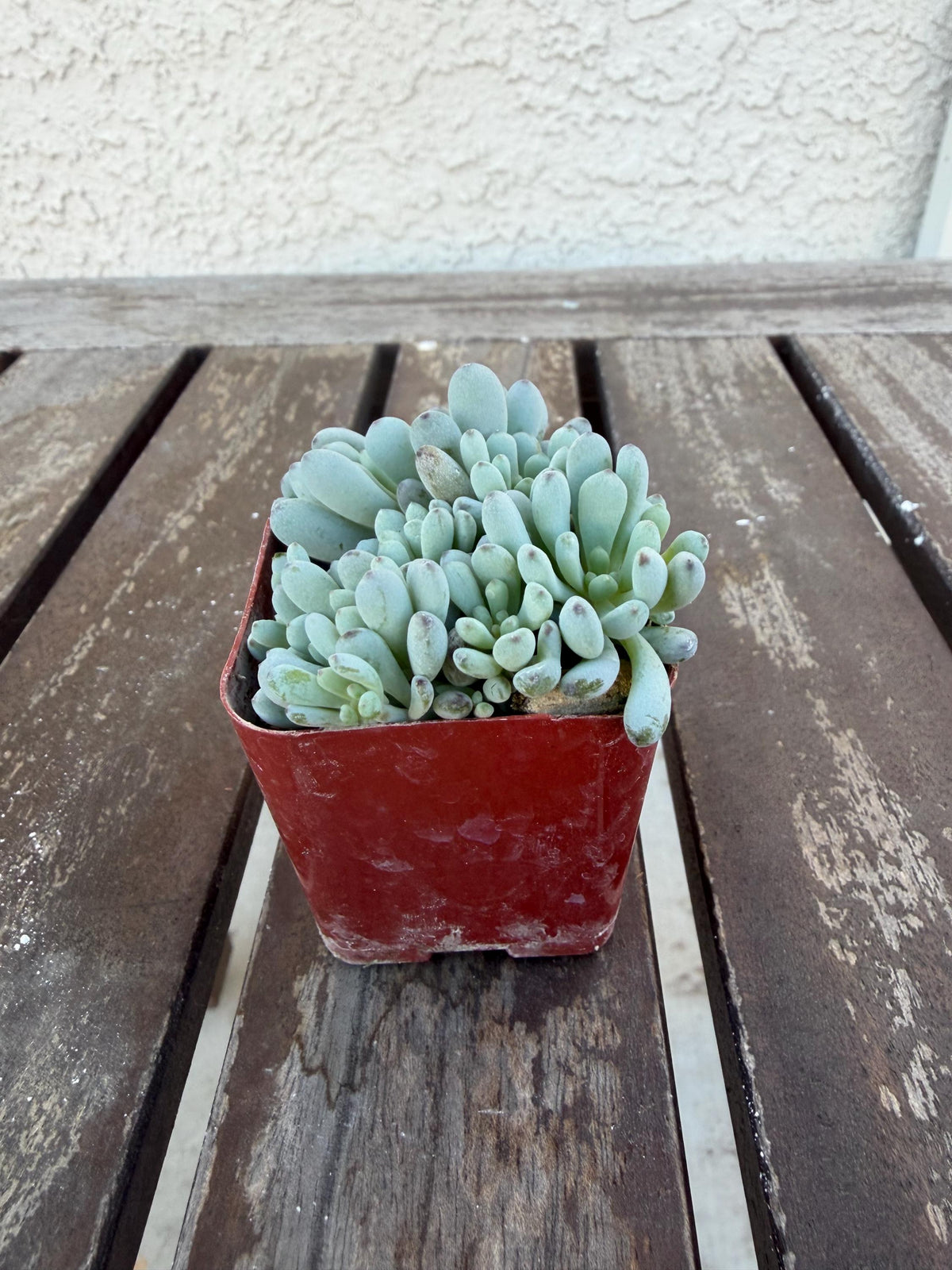 Graptopetalum Pachyphyllum | Blue Bean Succulent | Live 2” Succulent