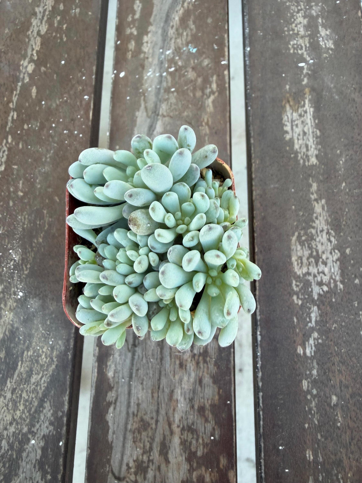 Graptopetalum Pachyphyllum | Blue Bean Succulent | Live 2” Succulent