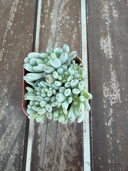 Graptopetalum Pachyphyllum | Blue Bean Succulent | Live 2” Succulent