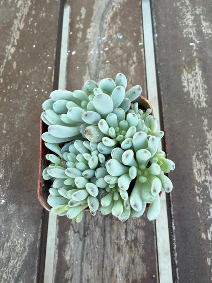 Graptopetalum Pachyphyllum | Blue Bean Succulent | Live 2” Succulent