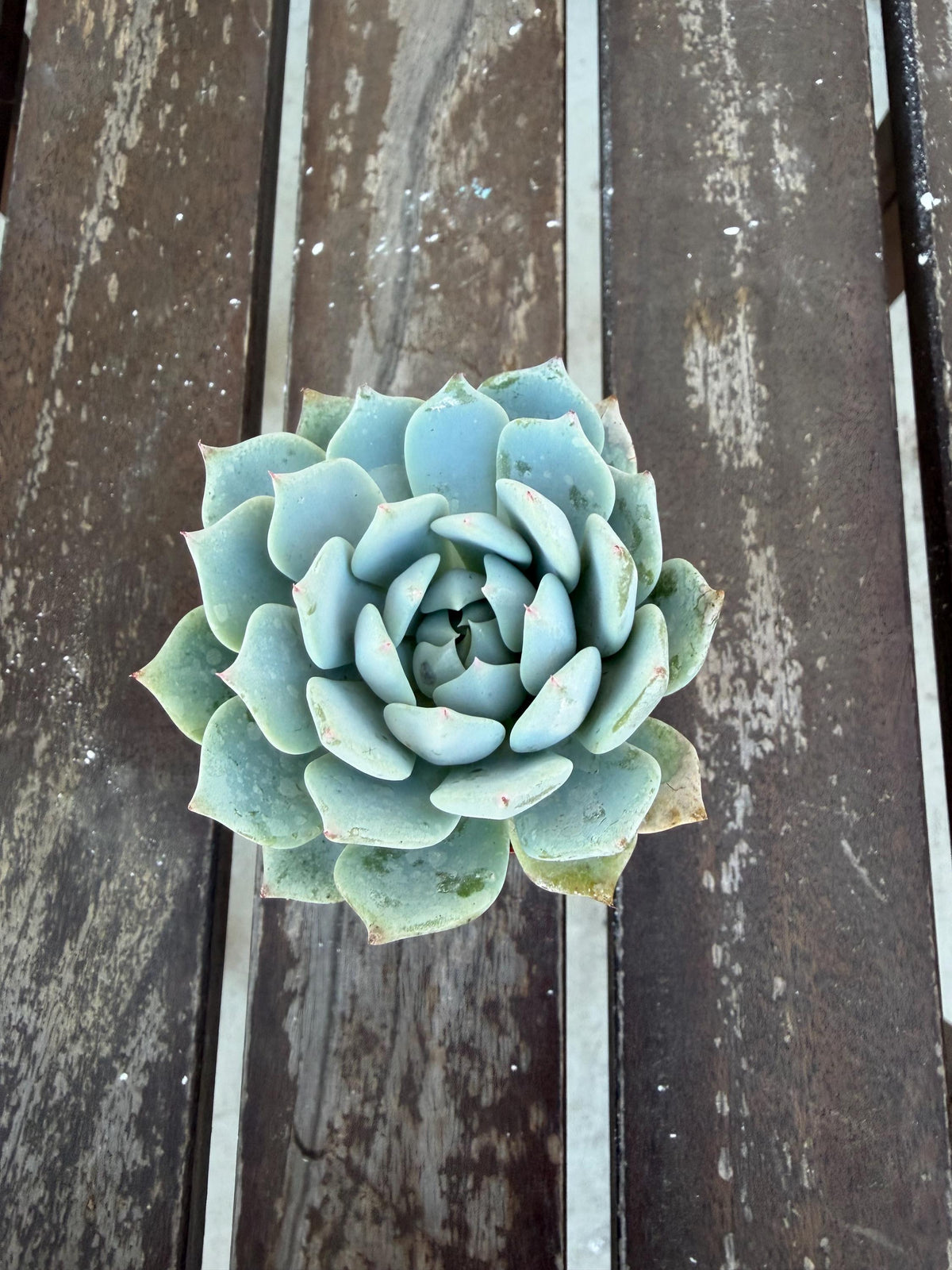 Echeveria Minima 2” | Mini Blue Succulent | Rare Rosette Plant | Live Succulent | Easy Care Indoor Plant | Cluster‑Forming Echeveria