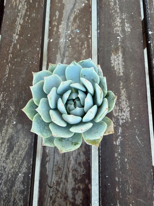 Echeveria Minima 2” | Mini Blue Succulent | Rare Rosette Plant | Live Succulent | Easy Care Indoor Plant | Cluster‑Forming Echeveria