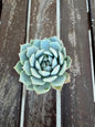 Echeveria Minima 2” | Mini Blue Succulent | Rare Rosette Plant | Live Succulent | Easy Care Indoor Plant | Cluster‑Forming Echeveria