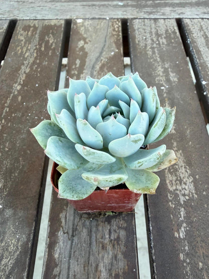 Echeveria Minima 2” | Mini Blue Succulent | Rare Rosette Plant | Live Succulent | Easy Care Indoor Plant | Cluster‑Forming Echeveria