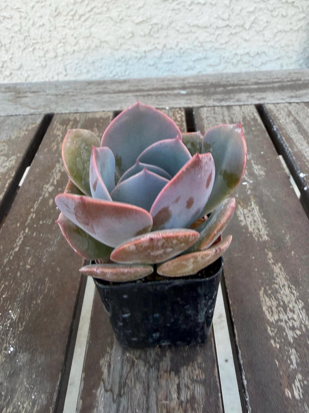 Echeveria “Dusty Rose” – 2” Rosette Succulent | Soft Pink Color | Pet‑Safe & Easy Care