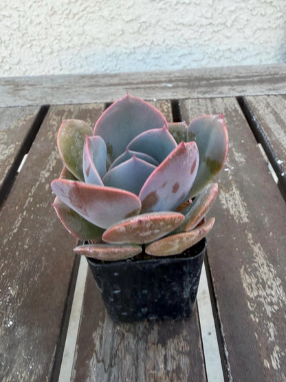 Echeveria “Dusty Rose” – 2” Rosette Succulent | Soft Pink Color | Pet‑Safe & Easy Care