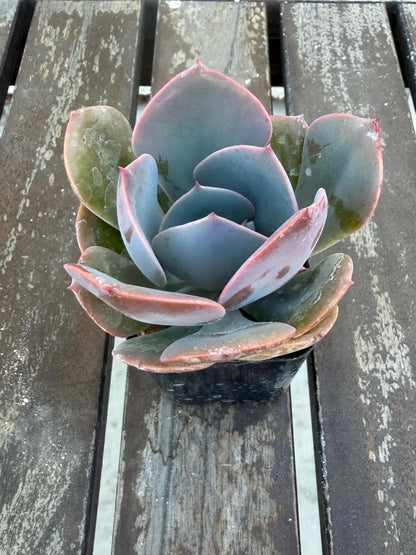 Echeveria “Dusty Rose” – 2” Rosette Succulent | Soft Pink Color | Pet‑Safe & Easy Care