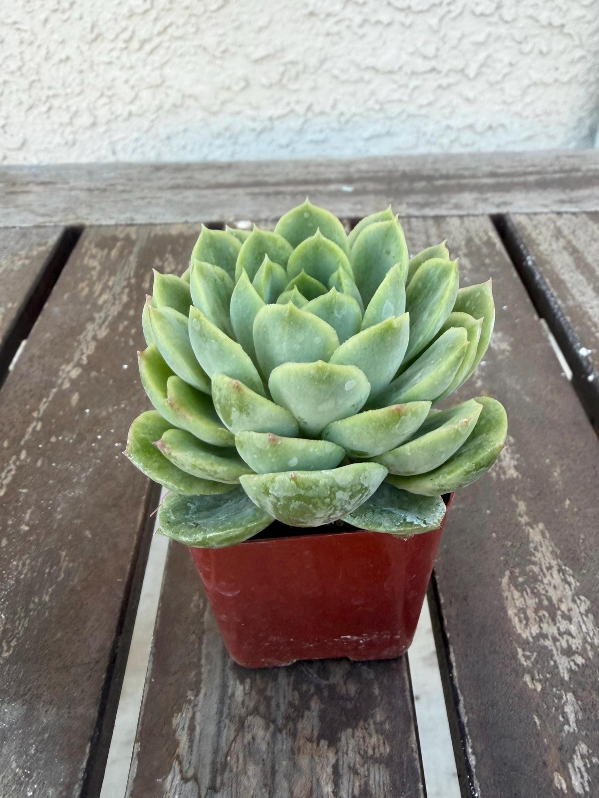 Echeveria Lime n’ Chile 2” | Bright Lime Succulent | Rare Rosette Plant | Live Succulent | Easy Care Indoor Plant | Colorful Echeveria