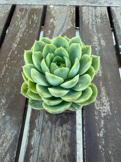 Echeveria Lime n’ Chile 2” | Bright Lime Succulent | Rare Rosette Plant | Live Succulent | Easy Care Indoor Plant | Colorful Echeveria