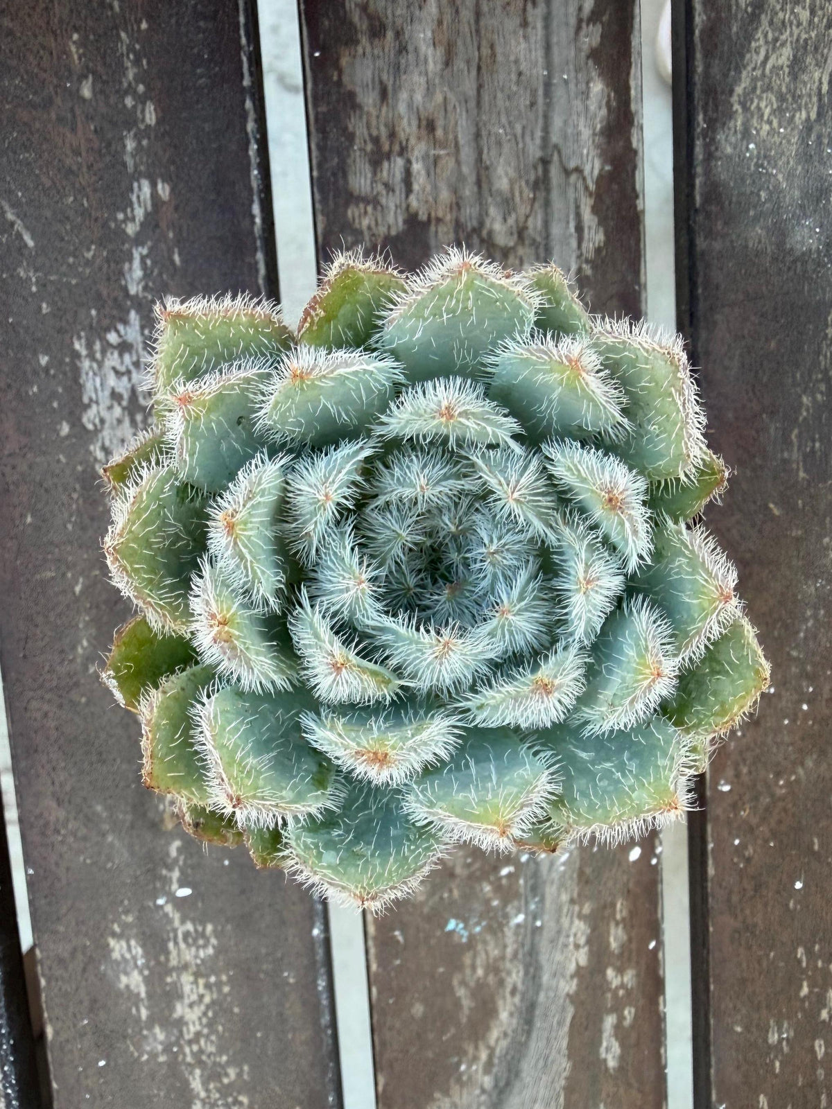 Echeveria Setosa Fuzzy Succulent Rosette | Hairy Blue Live Plant (2-inch Pot)