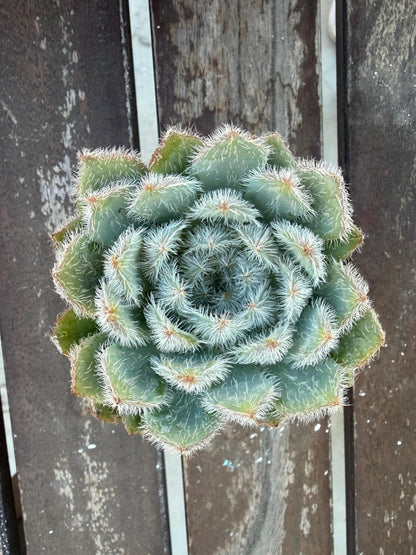 Echeveria Setosa Fuzzy Succulent Rosette | Hairy Blue Live Plant (2-inch Pot)