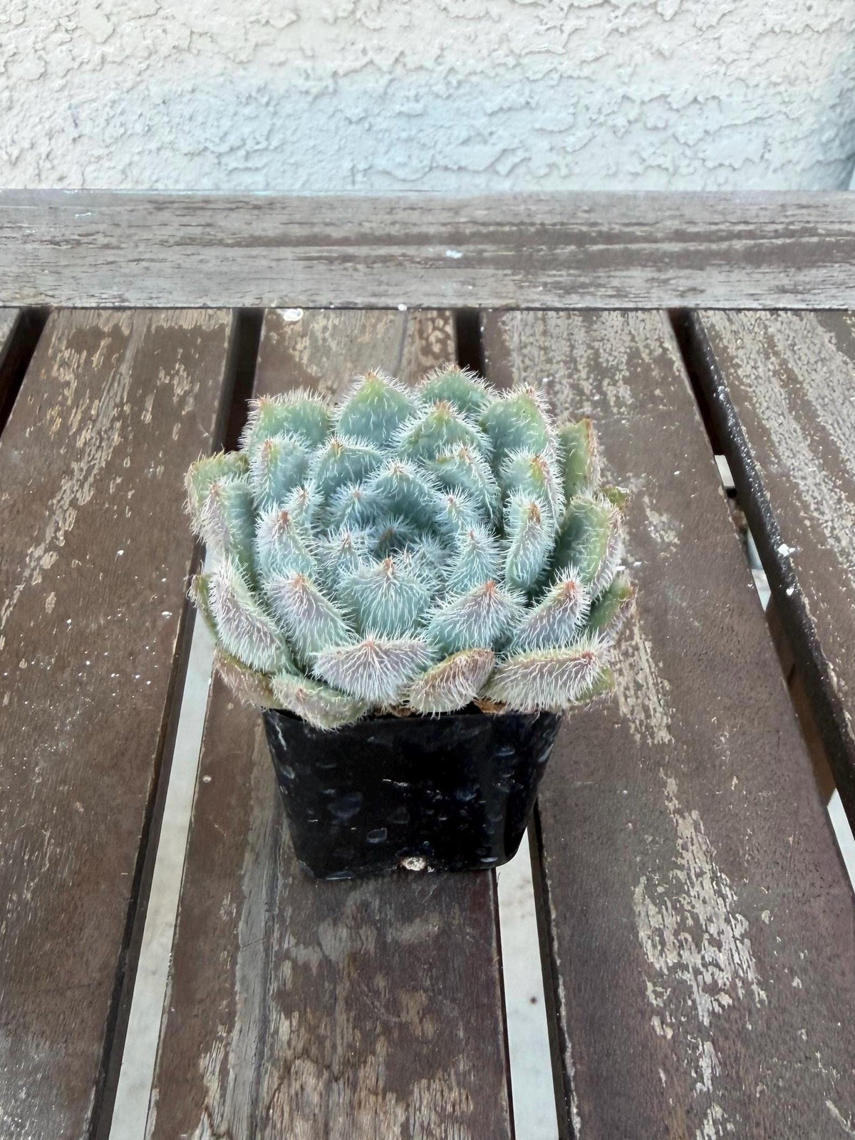 Echeveria Setosa Fuzzy Succulent Rosette | Hairy Blue Live Plant (2-inch Pot)