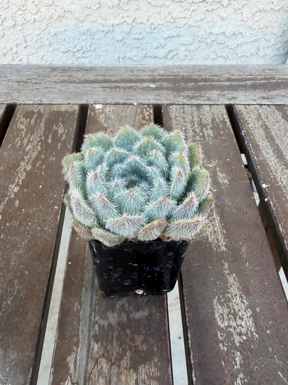 Echeveria Setosa Fuzzy Succulent Rosette | Hairy Blue Live Plant (2-inch Pot)