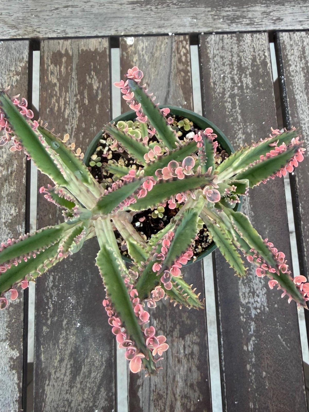 Kalanchoe Pink Butterflies 4” | Rare Succulent Plant | Variegated Pink Leaves | Live Succulent | Easy Care Plant | Unique Pink Succulent