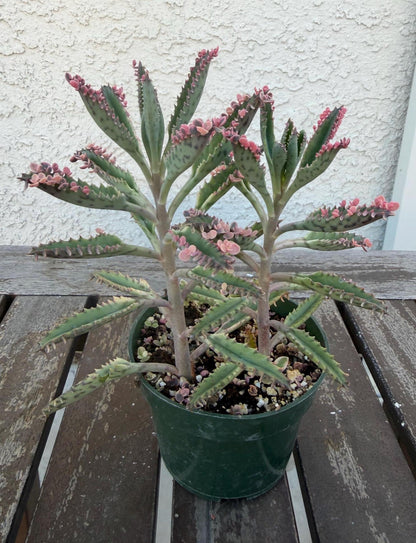 Kalanchoe Pink Butterflies 4” | Rare Succulent Plant | Variegated Pink Leaves | Live Succulent | Easy Care Plant | Unique Pink Succulent
