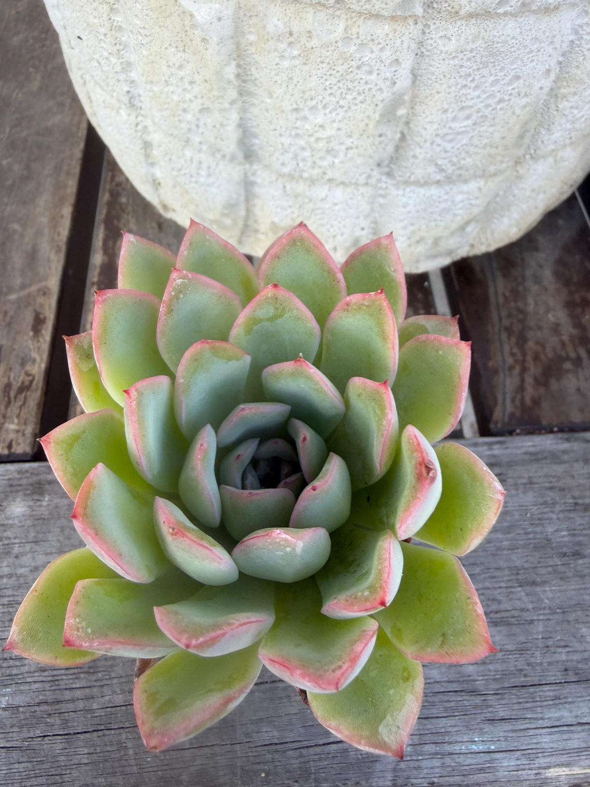 Echeveria Pulidonis Succulent Plant | Blue Rosette, Red Edge, Easy Care (2" Pot)