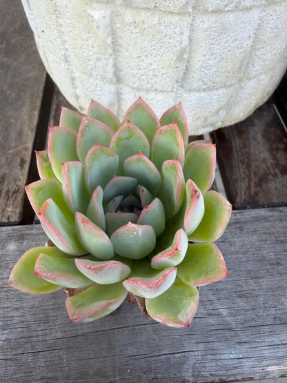 Echeveria Pulidonis Succulent Plant | Blue Rosette, Red Edge, Easy Care (2" Pot)