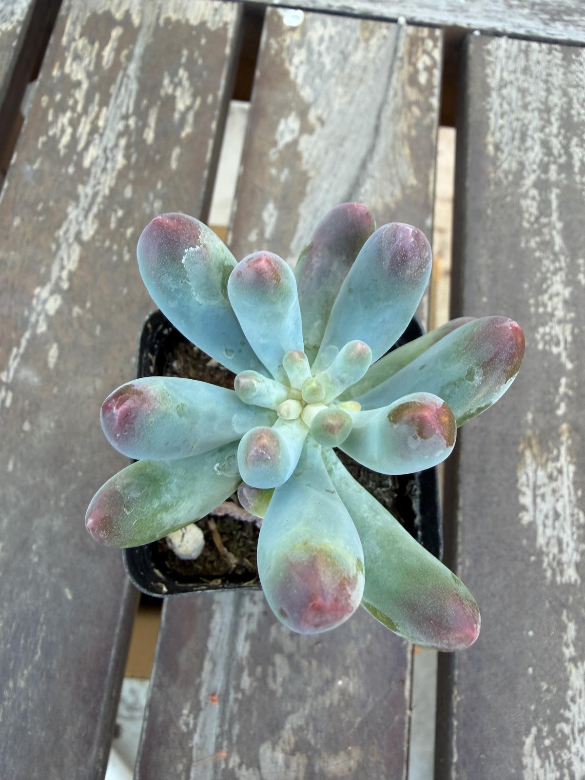 Sedum Pachyphyllum “Blue Jelly Bean” – 2” Pot | Blue Bean Sedum | Chubby Succulent | Live Plant | Drought‑Tolerant Jelly Bean Succulent