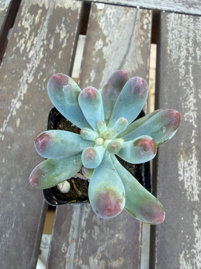 Sedum Pachyphyllum “Blue Jelly Bean” – 2” Pot | Blue Bean Sedum | Chubby Succulent | Live Plant | Drought‑Tolerant Jelly Bean Succulent