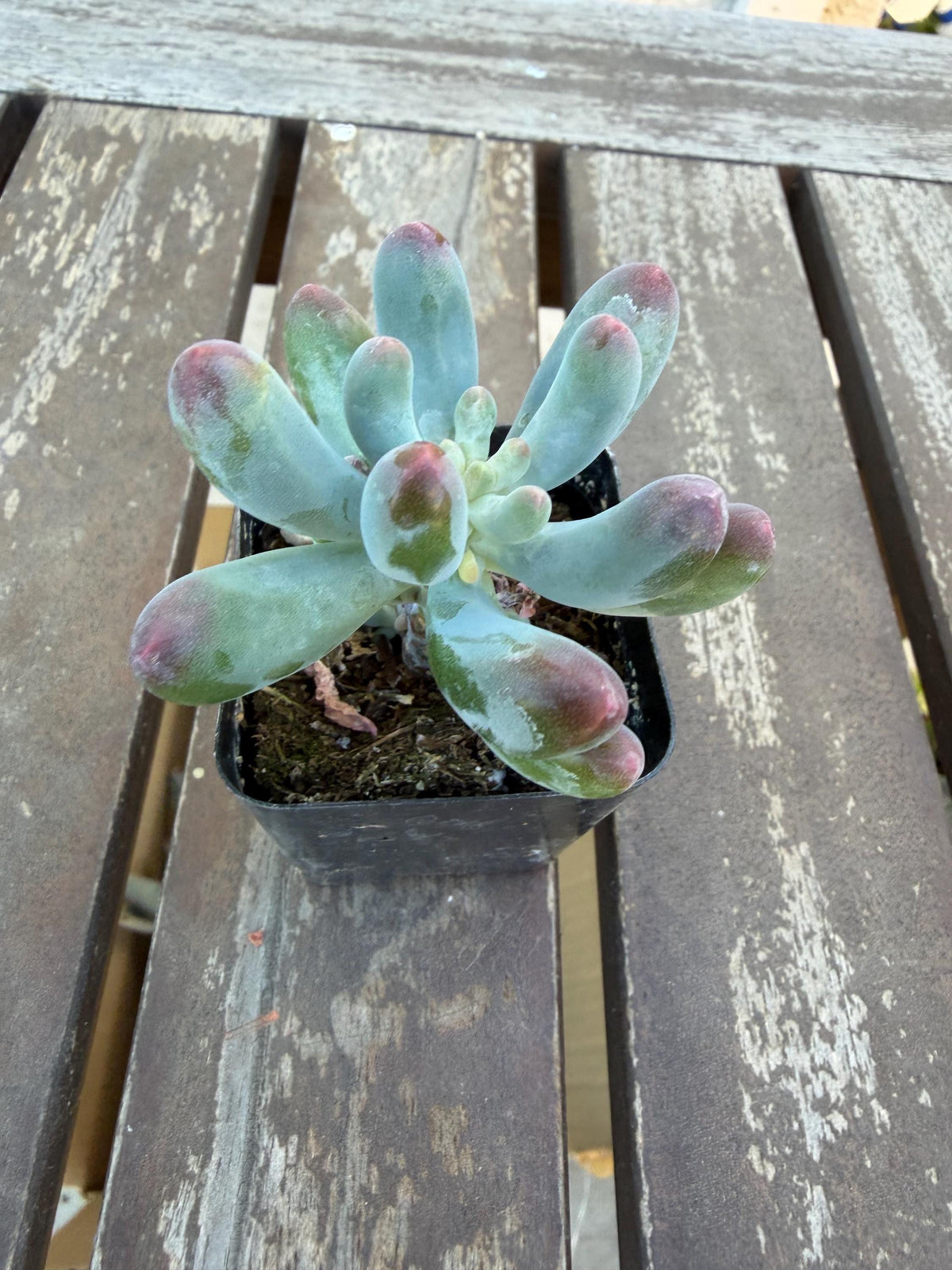Sedum Pachyphyllum “Blue Jelly Bean” – 2” Pot | Blue Bean Sedum | Chubby Succulent | Live Plant | Drought‑Tolerant Jelly Bean Succulent