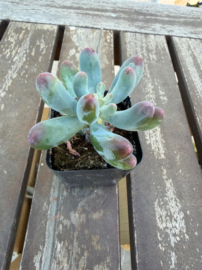 Sedum Pachyphyllum “Blue Jelly Bean” – 2” Pot | Blue Bean Sedum | Chubby Succulent | Live Plant | Drought‑Tolerant Jelly Bean Succulent