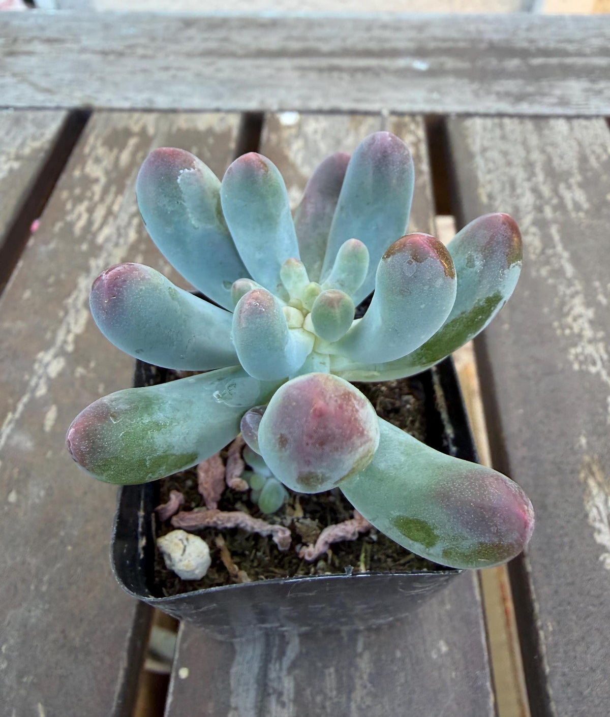 Sedum Pachyphyllum “Blue Jelly Bean” – 2” Pot | Blue Bean Sedum | Chubby Succulent | Live Plant | Drought‑Tolerant Jelly Bean Succulent
