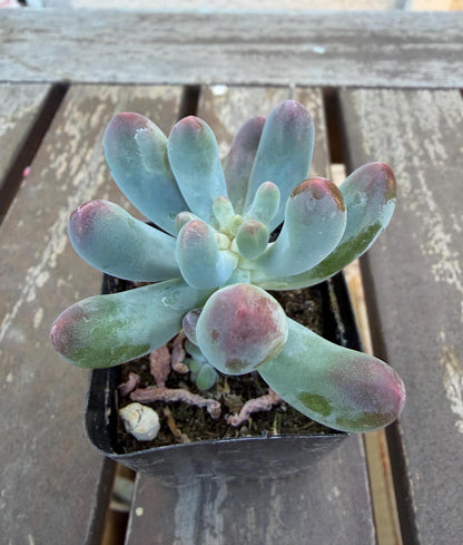 Sedum Pachyphyllum “Blue Jelly Bean” – 2” Pot | Blue Bean Sedum | Chubby Succulent | Live Plant | Drought‑Tolerant Jelly Bean Succulent
