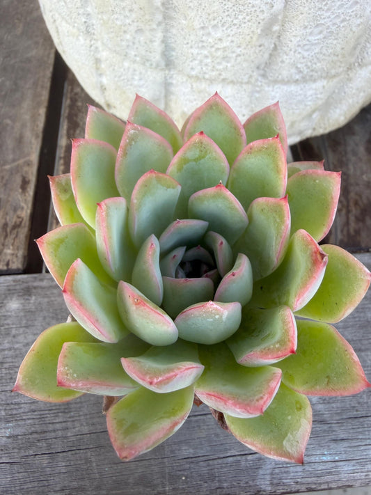 Echeveria Pulidonis Succulent Plant | Blue Rosette, Red Edge, Easy Care (2" Pot)