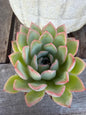 Echeveria Pulidonis Succulent Plant | Blue Rosette, Red Edge, Easy Care (2" Pot)