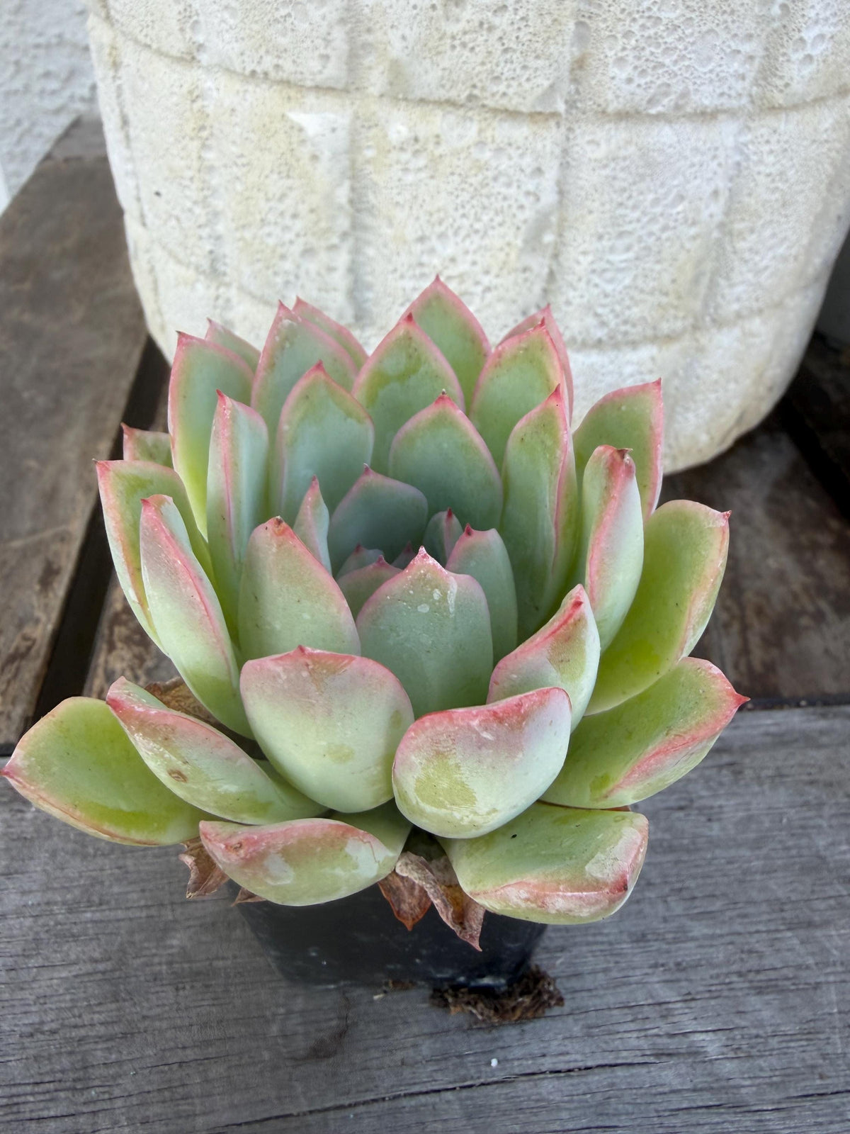 Echeveria Pulidonis Succulent Plant | Blue Rosette, Red Edge, Easy Care (2" Pot)