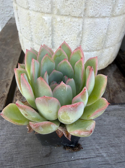Echeveria Pulidonis Succulent Plant | Blue Rosette, Red Edge, Easy Care (2" Pot)