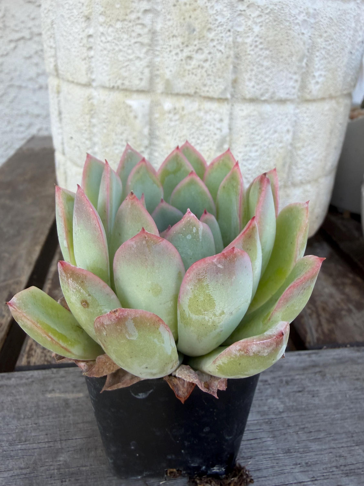 Echeveria Pulidonis Succulent Plant | Blue Rosette, Red Edge, Easy Care (2" Pot)
