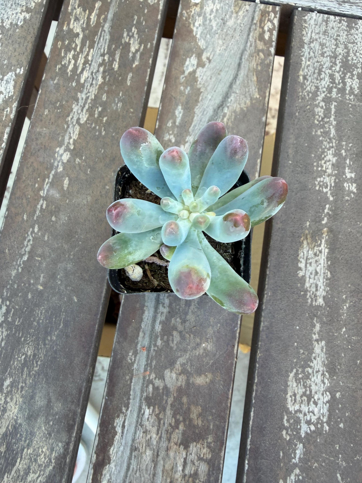 Sedum Pachyphyllum “Blue Jelly Bean” – 2” Pot | Blue Bean Sedum | Chubby Succulent | Live Plant | Drought‑Tolerant Jelly Bean Succulent